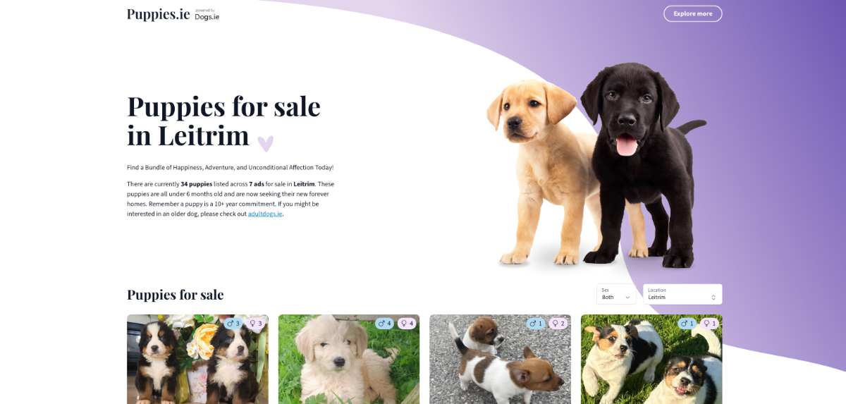 Puppies for sale